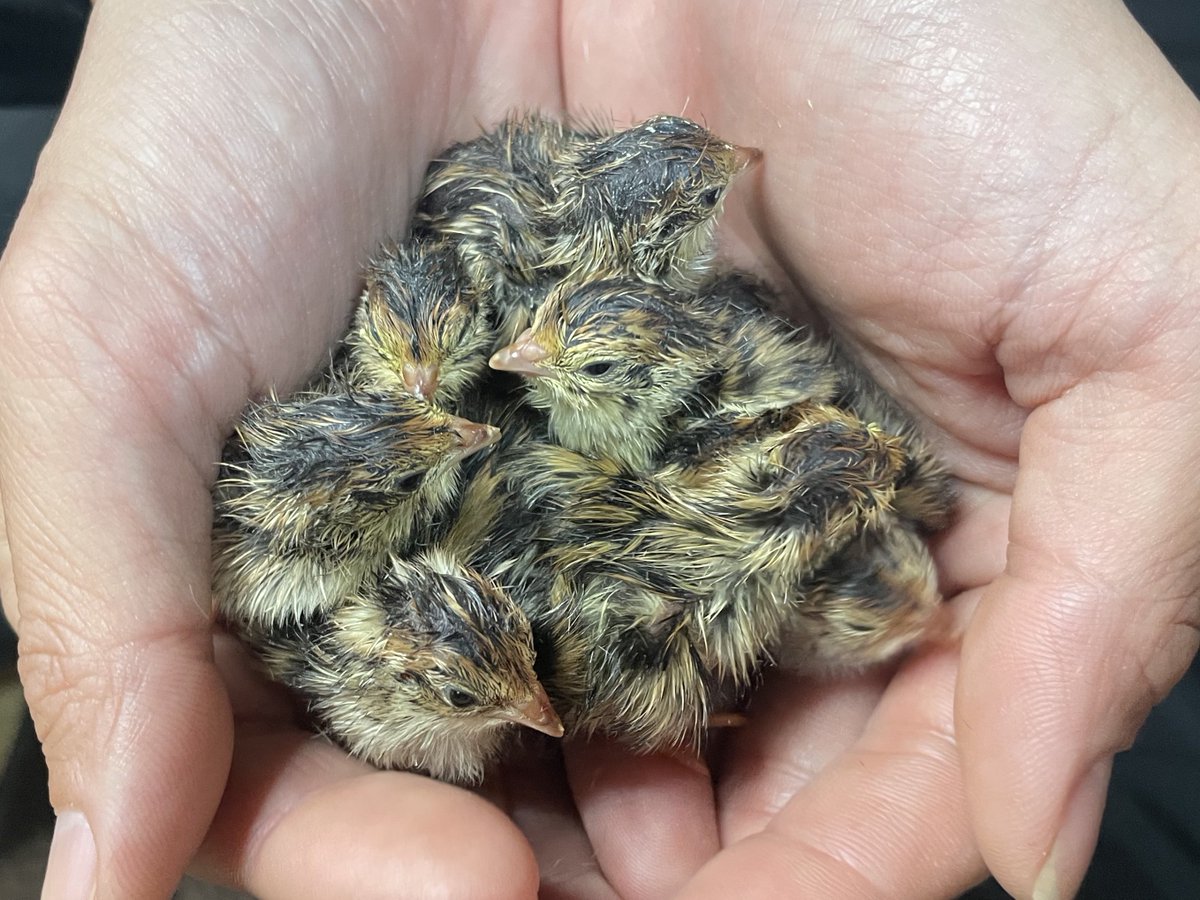 おーちゃん (@Ohchan_sub) / Posts / X