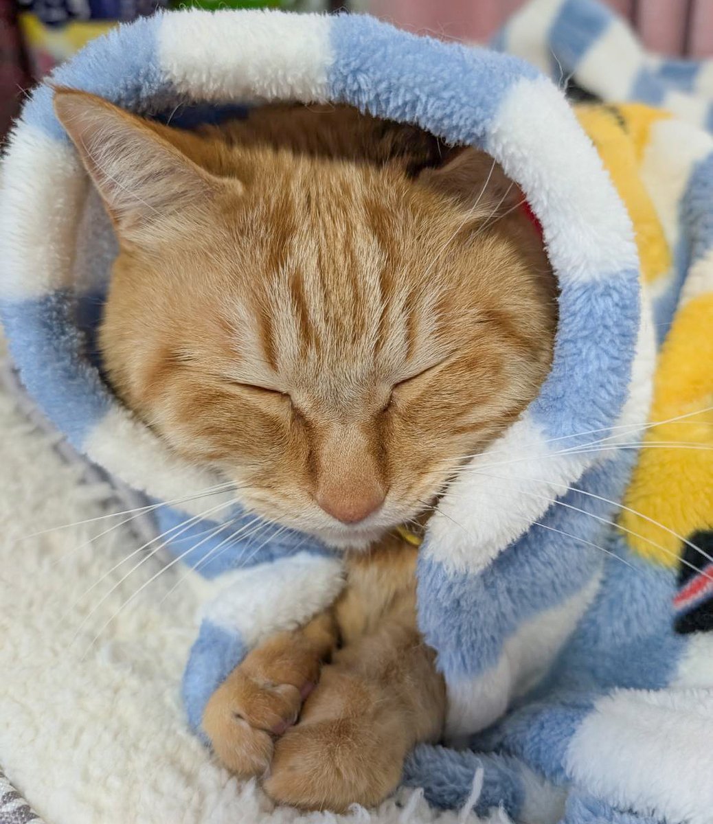 アオトーメイ (@nmgm1011) / Posts / X