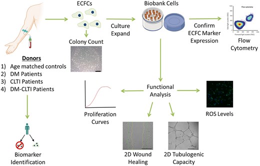 STEM CELLS Translational Medicine tweet media