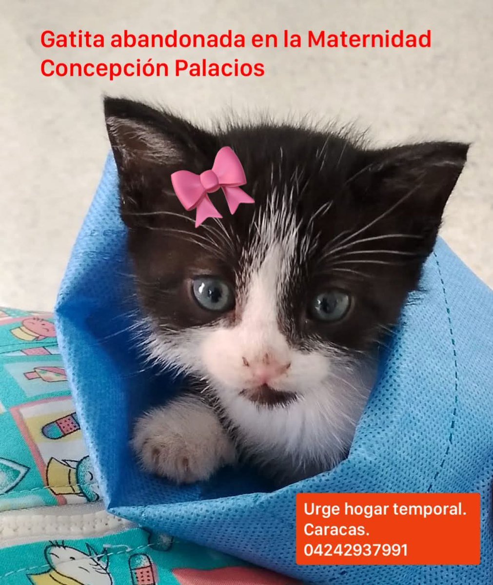 Caso de 3ros. En la ciudad de Caracas 🇻🇪🇻🇪🇻🇪 👇👇👇 por favor darle máxima difusión para ayudar a esta BB. Mil gracias de antemano 🙏🙏🙏