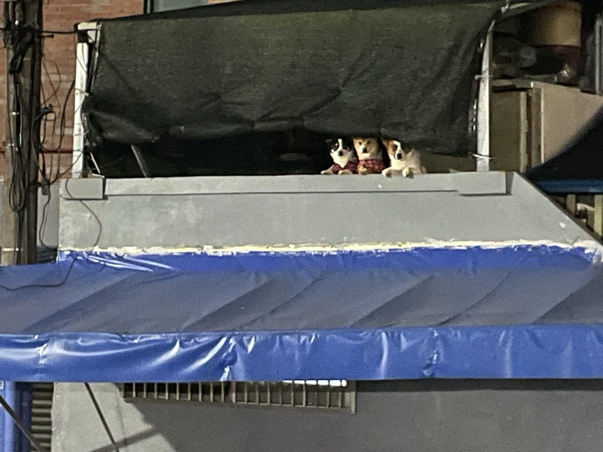 MadamL0515's tweet image. 요 녀석들 오늘도 나왔네. ㅋㅋㅋㅋㅋㅋ 짖지도 않고 우리를 뚫어져라 쳐다만 보고 있는 거 넘나 귀엽. ㅋㅋㅋ