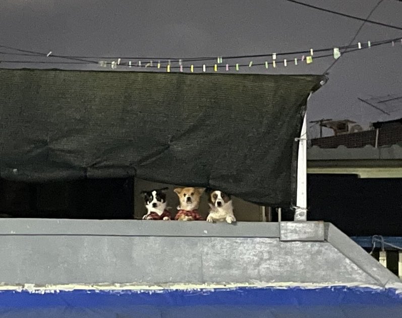 요 녀석들 오늘도 나왔네. ㅋㅋㅋㅋㅋㅋ 짖지도 않고 우리를 뚫어져라 쳐다만 보고 있는 거 넘나 귀엽. ㅋㅋㅋ