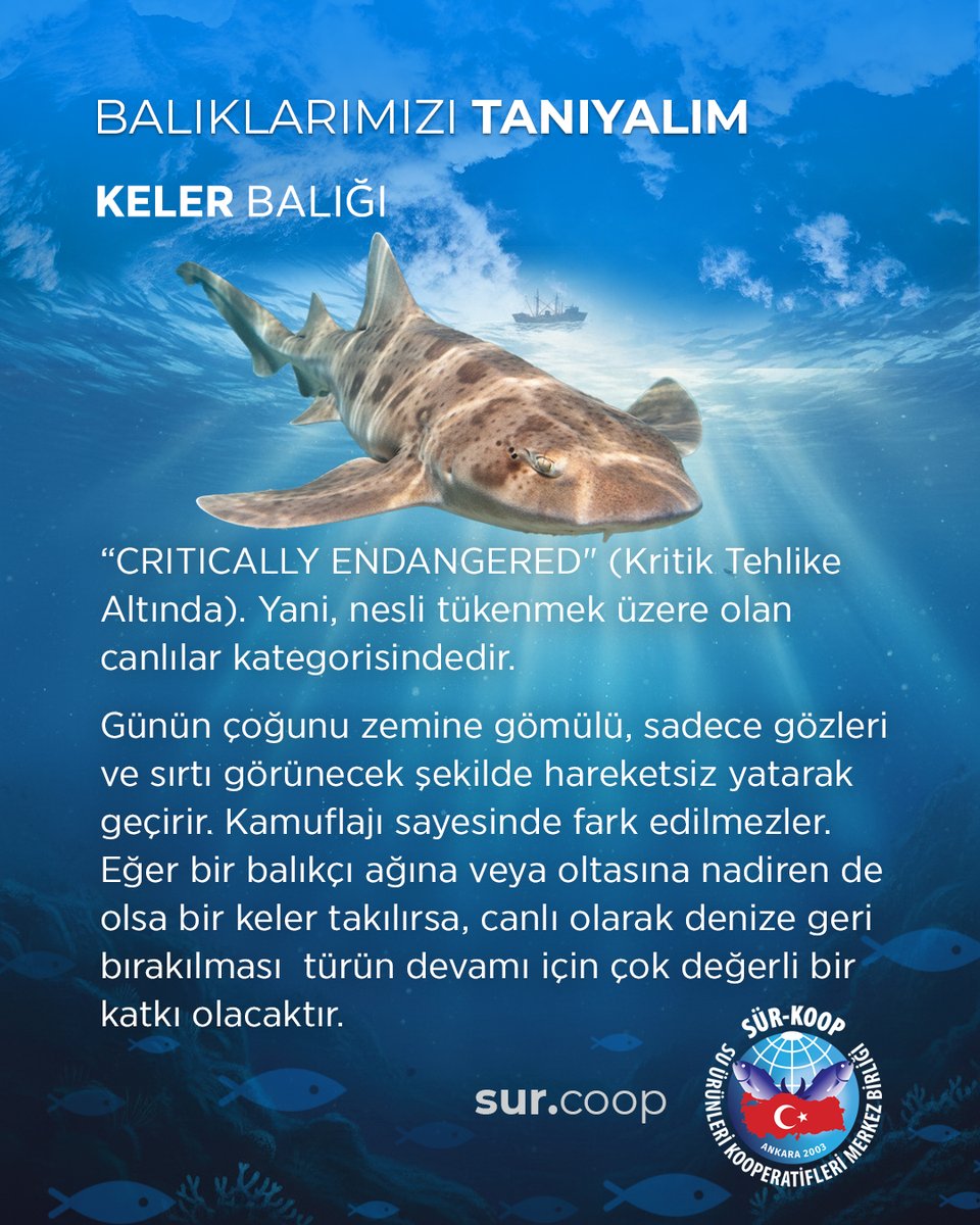 Balıkları tanıyalım: Keler Balığı 🐟
.
.
.
.
.
.
.
#balık #balıkçılık #balıkavcılığı #avcılık #keler #kelerbalığı #suürünleri #suürünleriavcılığı #sürkoop #balıklarıtanıyalım #bunlarıbiliyormusunuz