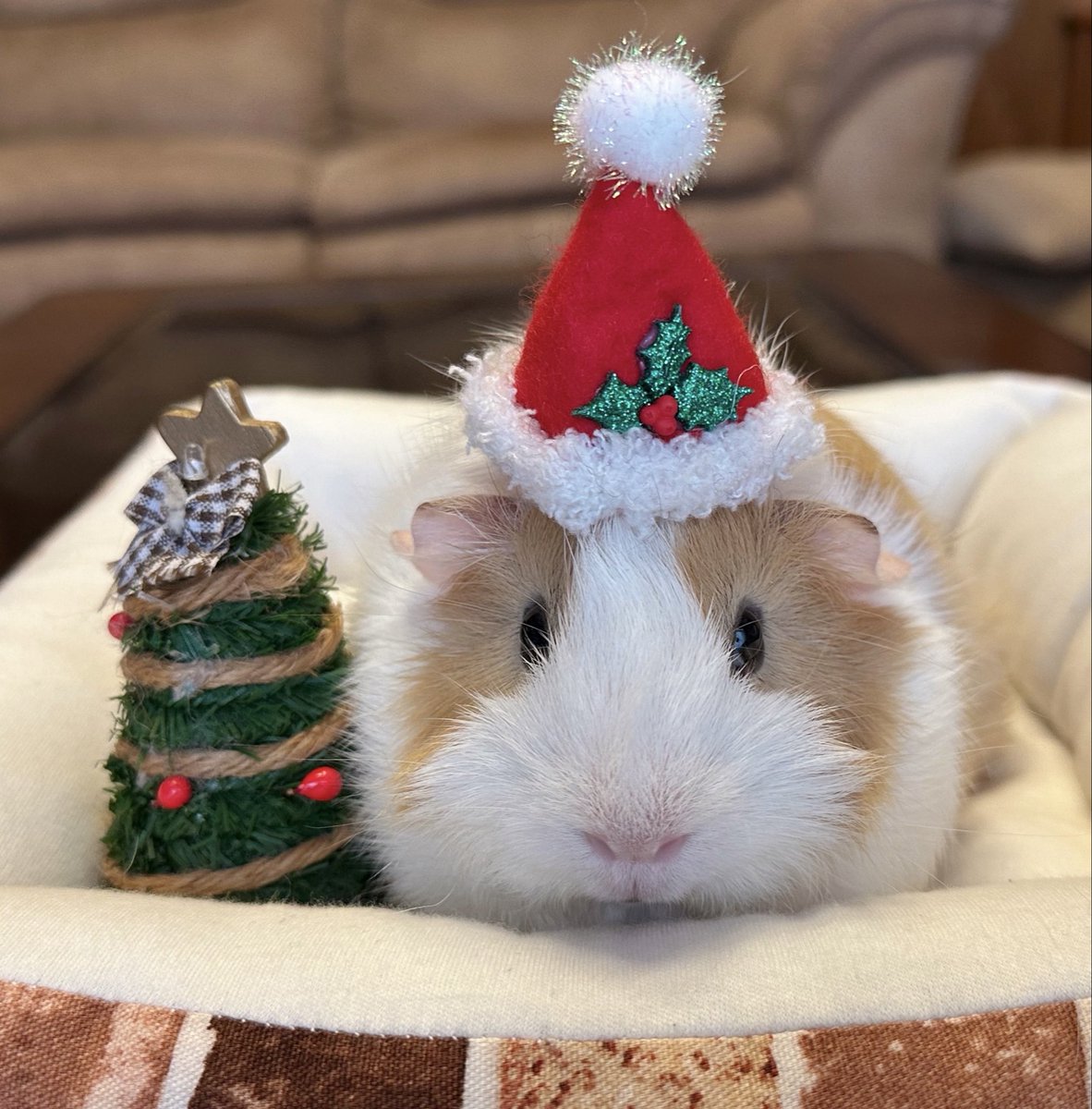 メリークリスマスでちゅ🎄
わたち、はじめてのクリスマスでちゅ🎅
プレゼントもらえるかしら〜🩷

#モルモット