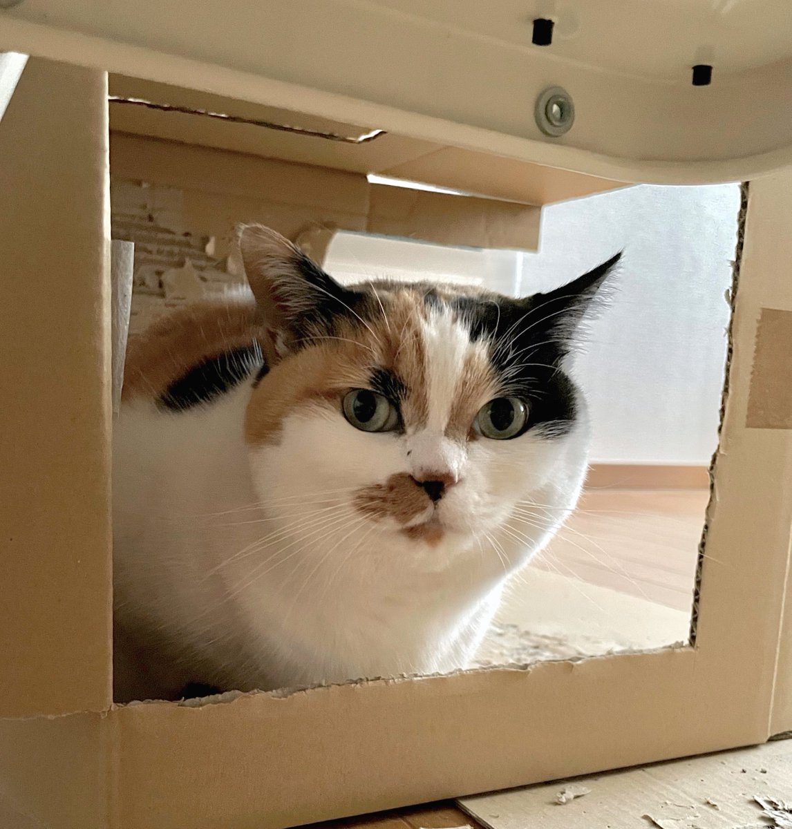 にゃんころもち にゃんころもち (@sakura_nyancolo) / Posts / X