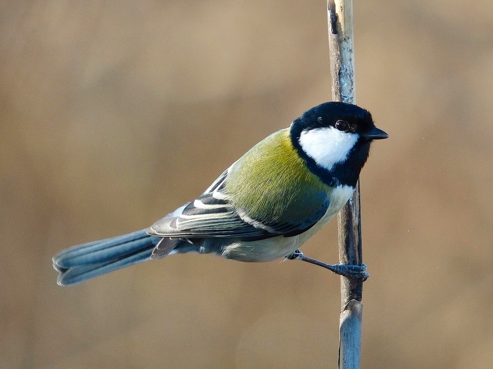 2025.12.23 シジュウカラ ガビチョウ 可愛い野鳥がいたので撮ってみ