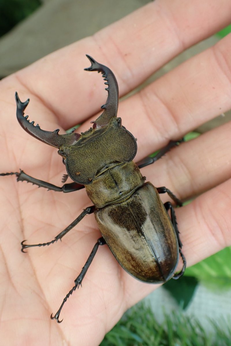 Sparkle Beetle (@BeetleSparkle) / Posts / X