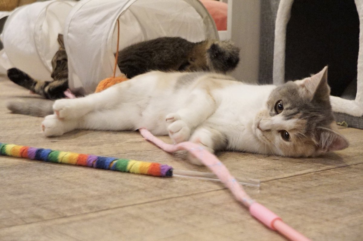 しゃけさんページ ボケて（bokete） - 鮭さんがプロフィール写真を変更しました。 Mr