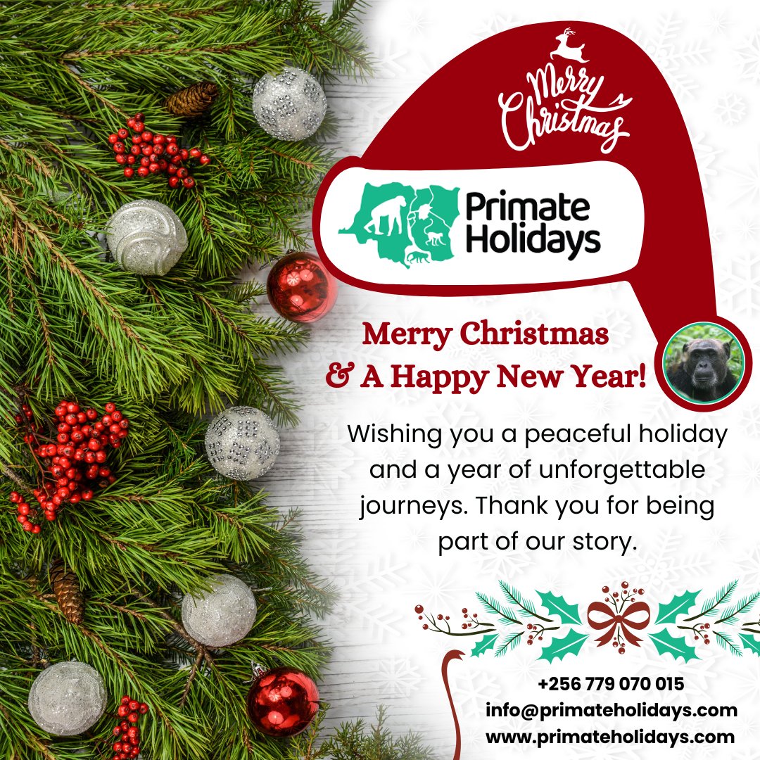 Merry Christmas from Primate Holidays! Wishing you a festive season as wild and wonderful as an East African safari. Thank you for your adventures with us here's to more gorilla treks in 2026! 🎄🦍 #MerryChristmas #SafariSeason