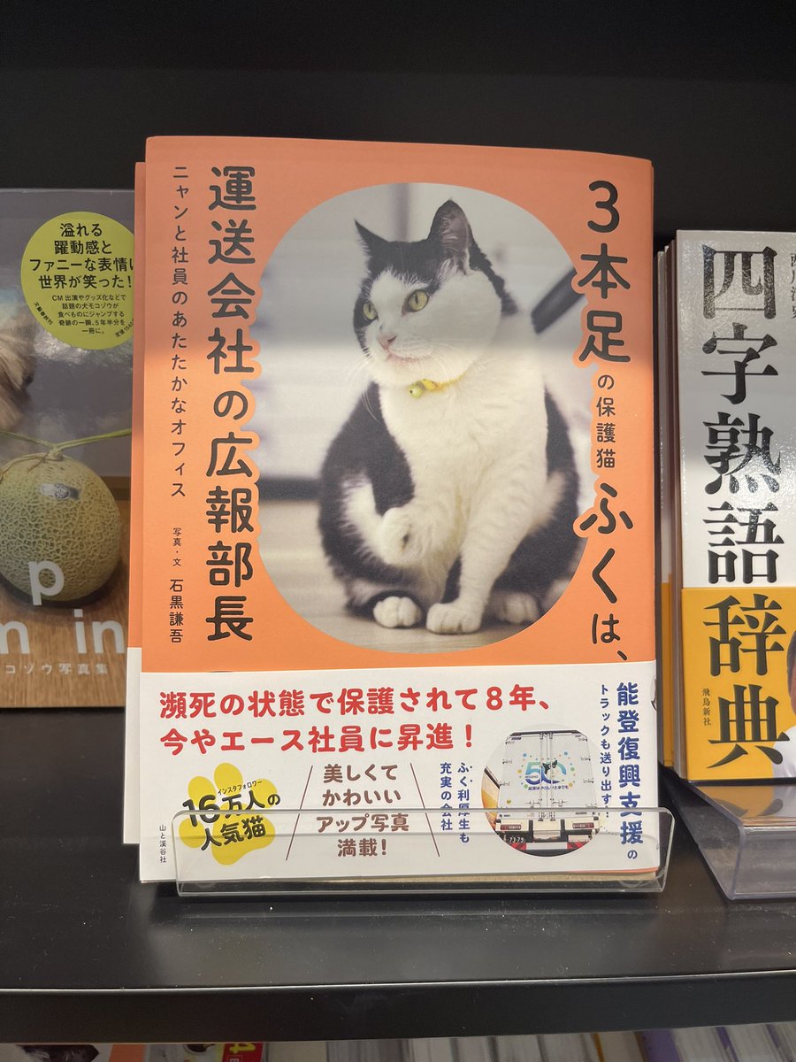 3本足の保護猫ふく😼広報部長 (@fuku_bucho_cat) / Posts / X