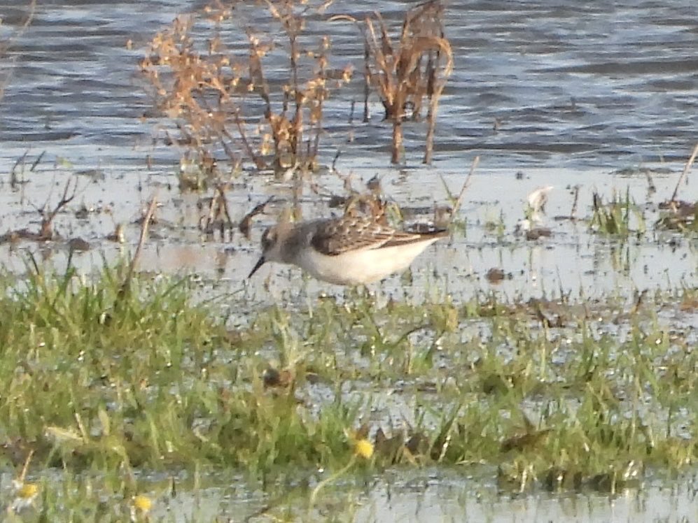 PaulDMasters's tweet image. Little Stint on the Tack Piece this morning ⁦@slimbridge_wild⁩ - that E wind is perishing! #Glosbirds