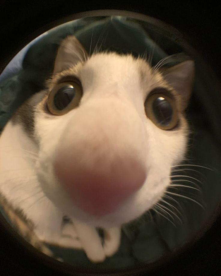 joypiIIed's tweet image. 