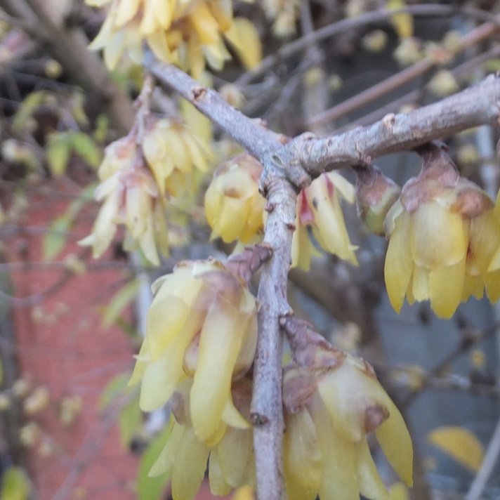 Bob Flowerdew tweet media