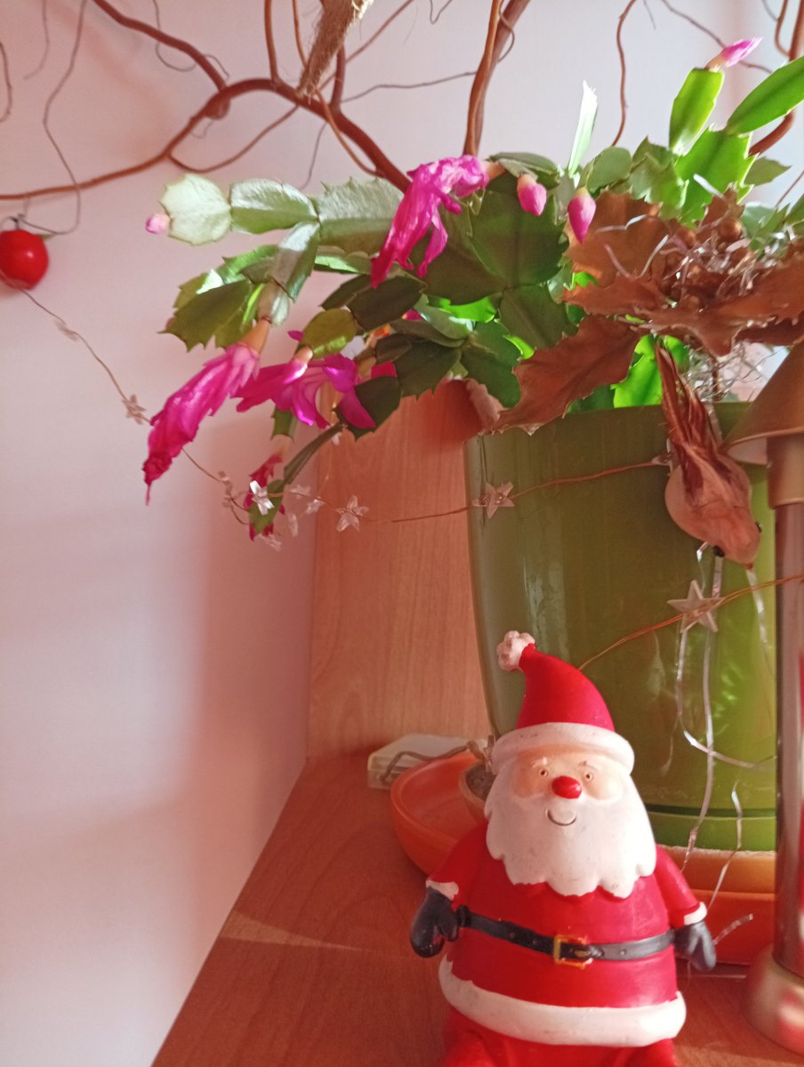 Grudnik zakwitł w odpowiednim momencie.😊