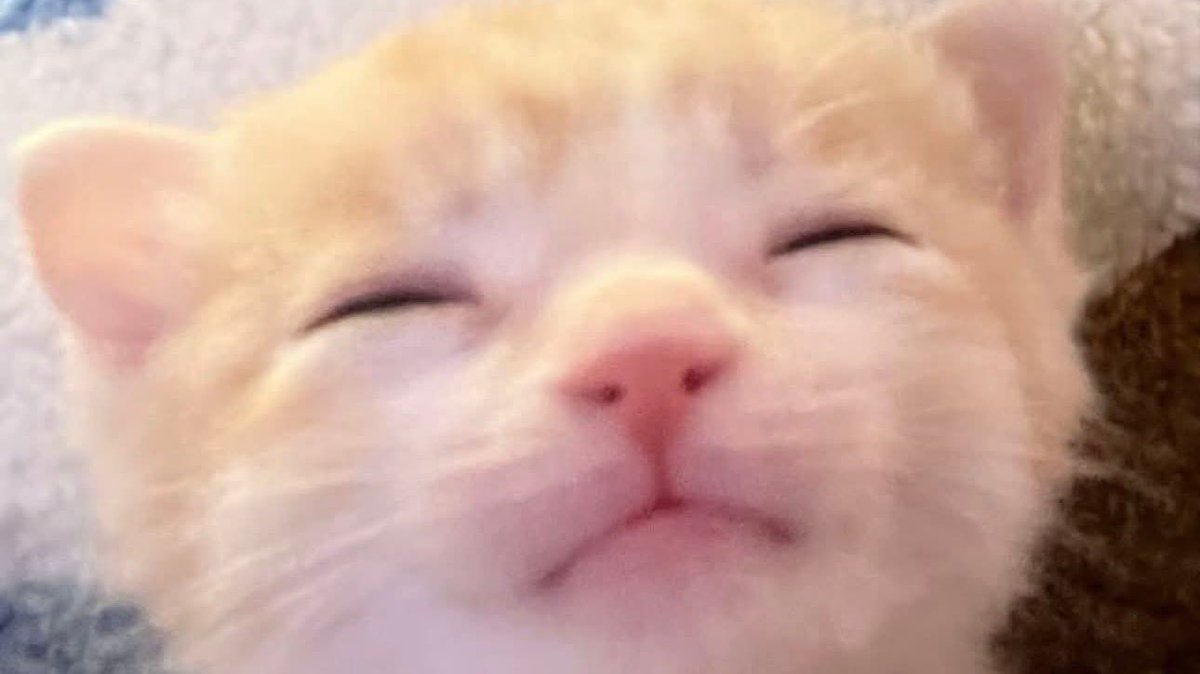 tinydolle's tweet image. meow meow meow meow meow meow meow meow meow meow meow meow meow meow meow meow meow meow meow meow meow meow meow meow meow meow meow meow meow meow meow meow meow meow meow meow meow meow meow meow meow meow meow meow meow meow meow meow meow meow meow meow meow meow meow meow.