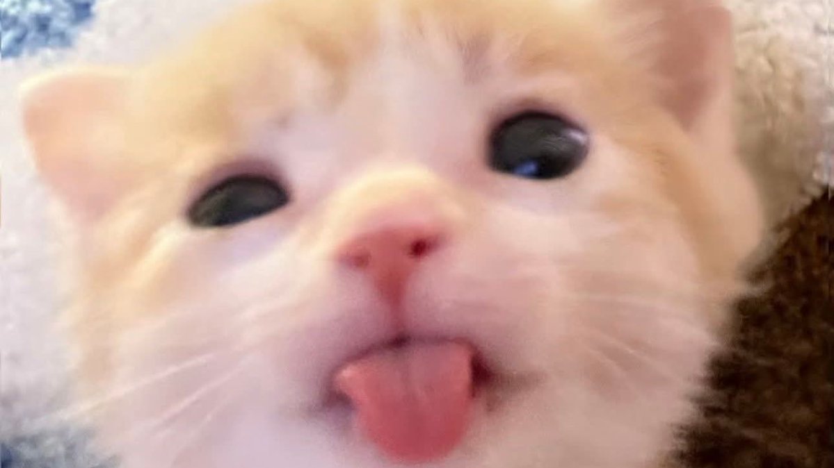 tinydolle's tweet image. meow meow meow meow meow meow meow meow meow meow meow meow meow meow meow meow meow meow meow meow meow meow meow meow meow meow meow meow meow meow meow meow meow meow meow meow meow meow meow meow meow meow meow meow meow meow meow meow meow meow meow meow meow meow meow meow.