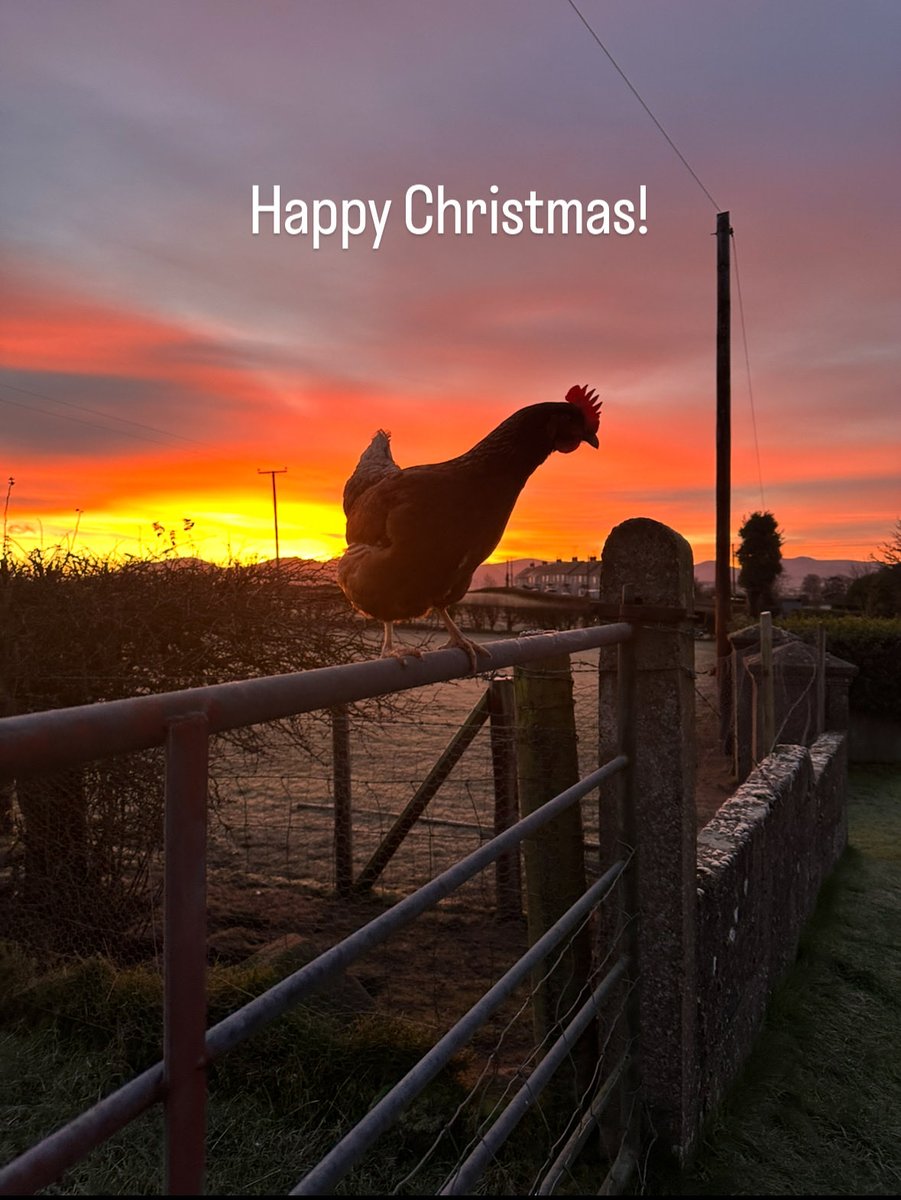 edenagarryeggs's tweet photo. On behalf of everyone @edenagarryeggs , we would like to wish you a very Merry Christmas and a Happy New Year 🎄✨
We look forward to bringing you fresh eggs in 2026 and that the year ahead is filled with happiness and prosperity. #Christmas #eggs #freerange https://t.co/W0ZCqSP4uJ