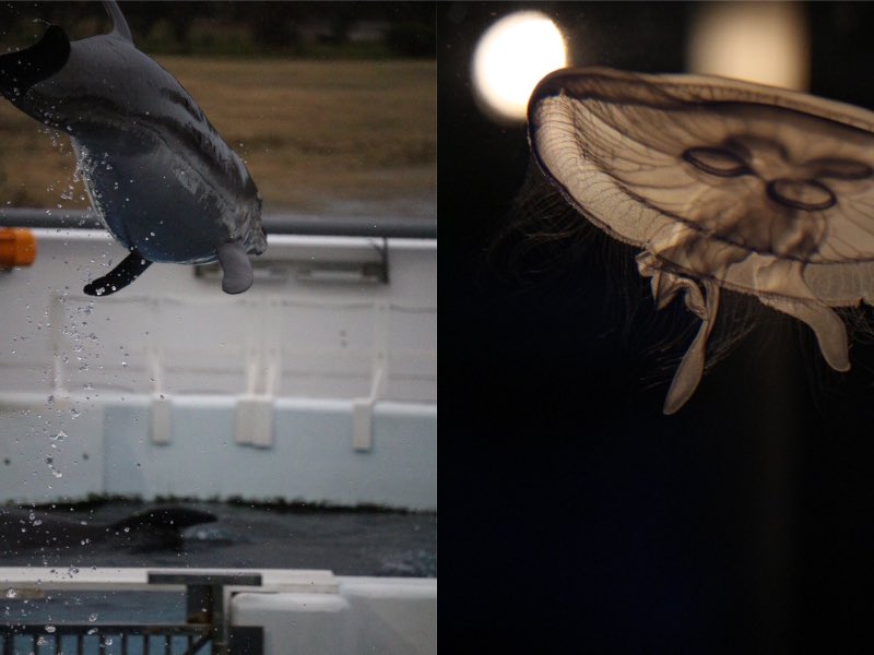 photo_usp's tweet photo. 【12月撮影会に行きました】
先日、12月撮影会を京都水族館で行いました。
オオサンショウウオやらクラゲやら、可愛い(?)ものたちを撮った人が多かったようで… https://t.co/qFw84J8nUE