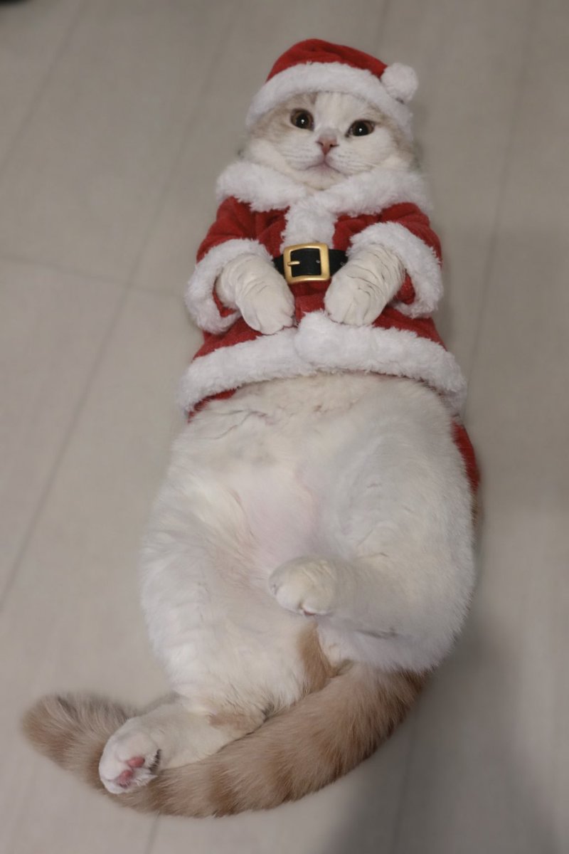 tororo1215x's tweet photo. やる気のないサンタにゃん🎅🏻 https://t.co/7ldGFULDYs