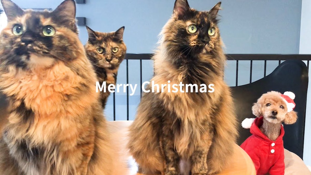 真は錆猫が好き こんにちは🐈‍⬛今日のサビ猫♀さん👍