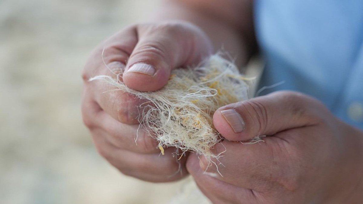 Image 2 for Korean researchers build brain-like chip from shells and beans