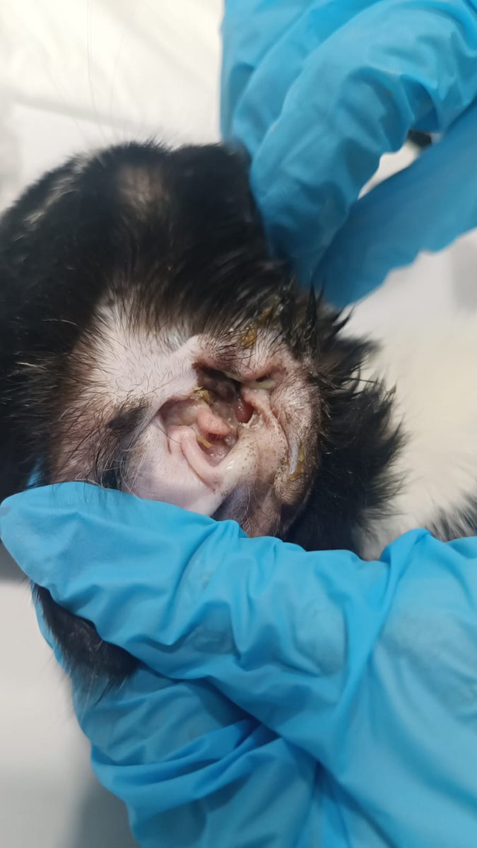 kedilernilknuru's tweet image. Bahçedeki kedilerden smokinin kulağında üreyen polip  beynine baskı yaptığı için dengede duramıyor.  Enfeksiyon tedavisi ve ameliyat ücreti 13.000 lira için destek rica ediyorum