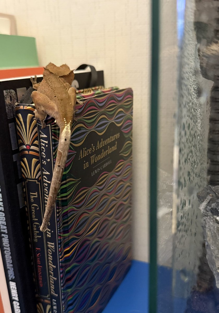 밥 먹기 싫다고 함