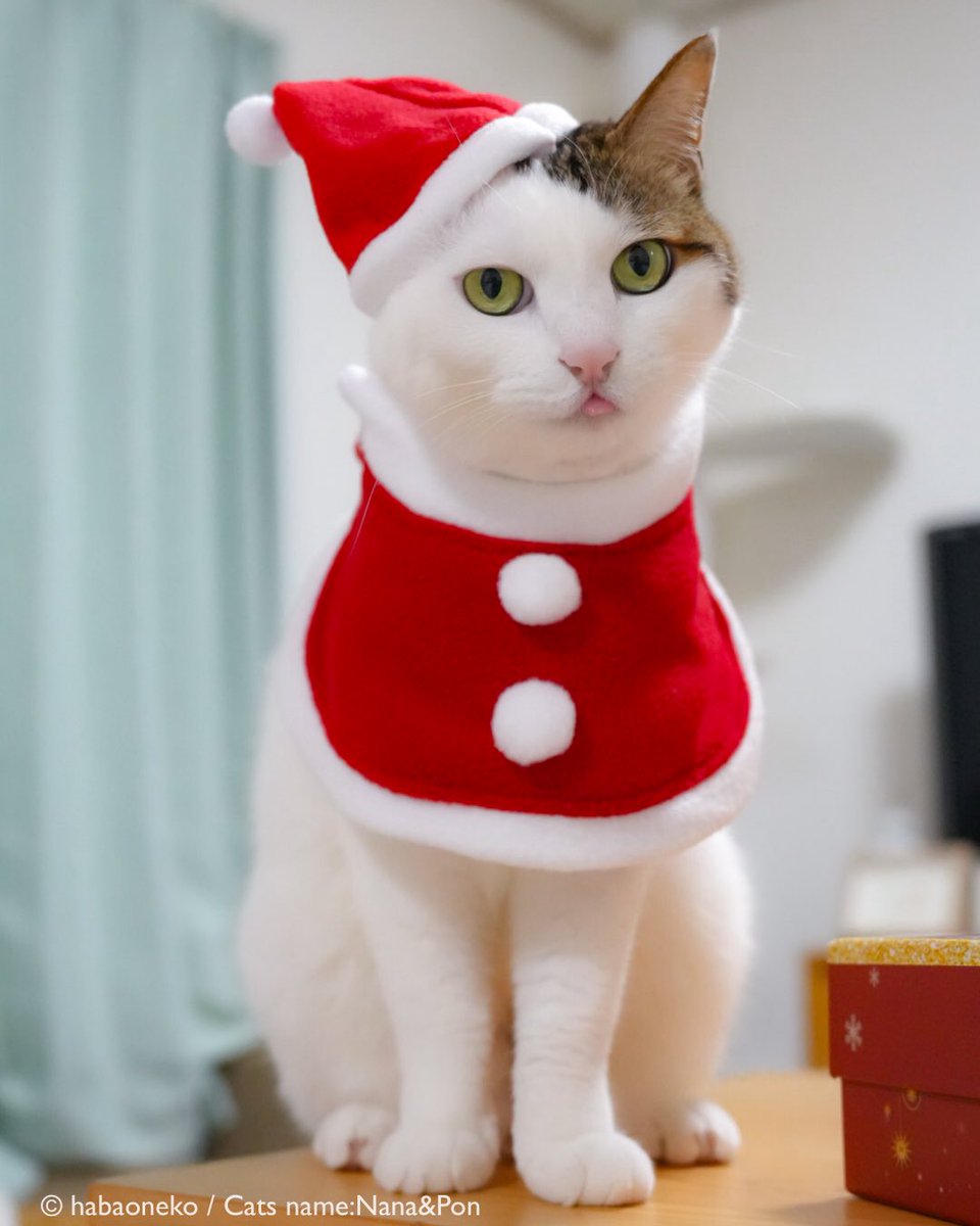 ナナちゃんポンちゃん (@habaoneko) / Posts / X