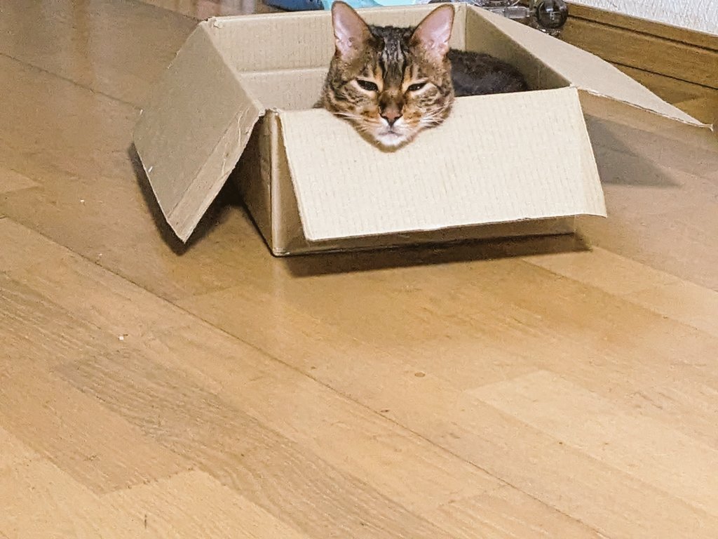 猫好き柔道整復師 tweet media