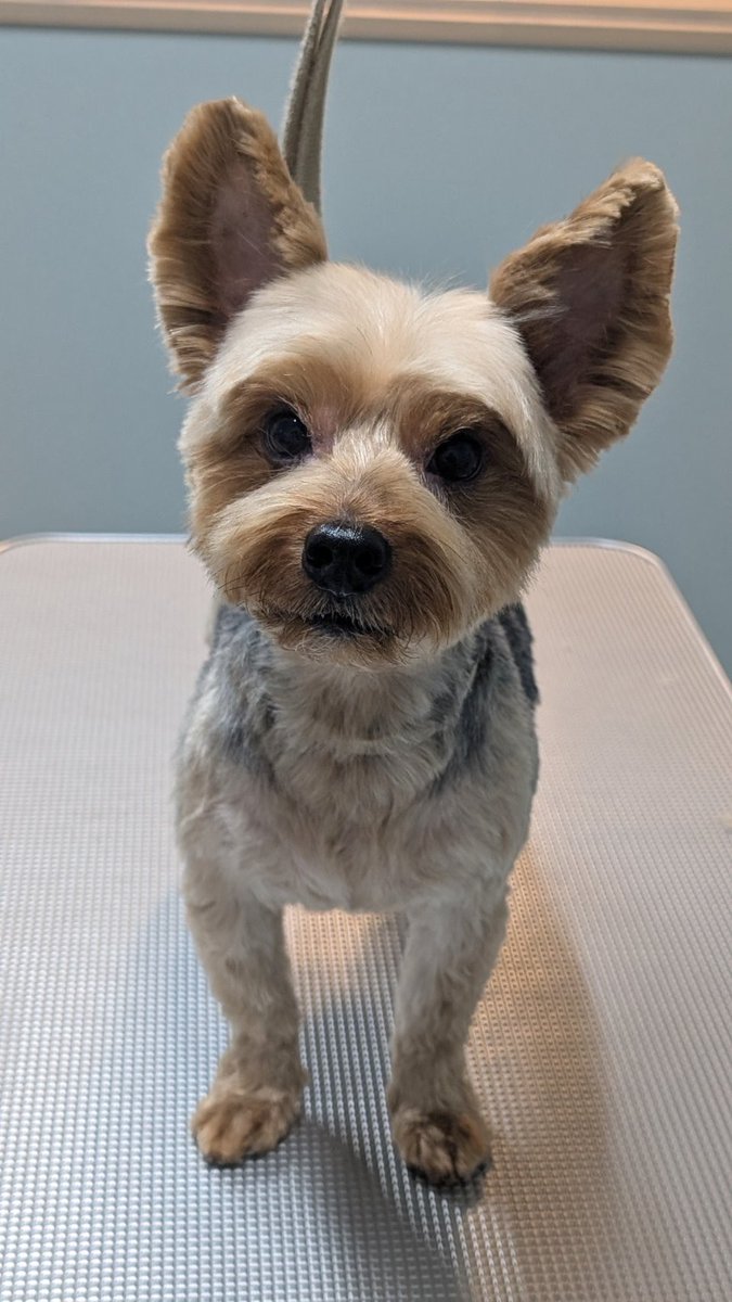 ヨークシャテリア