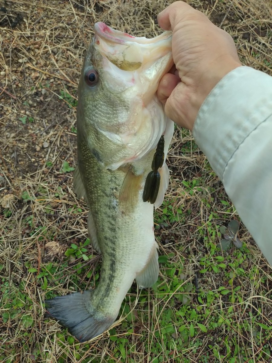 ここ数日MJシャッドテールで40UPを毎日バラしショートバイトも数回あり、辛くなり今日はフラグツイン投げたら釣れた✨
長いけど細い😅