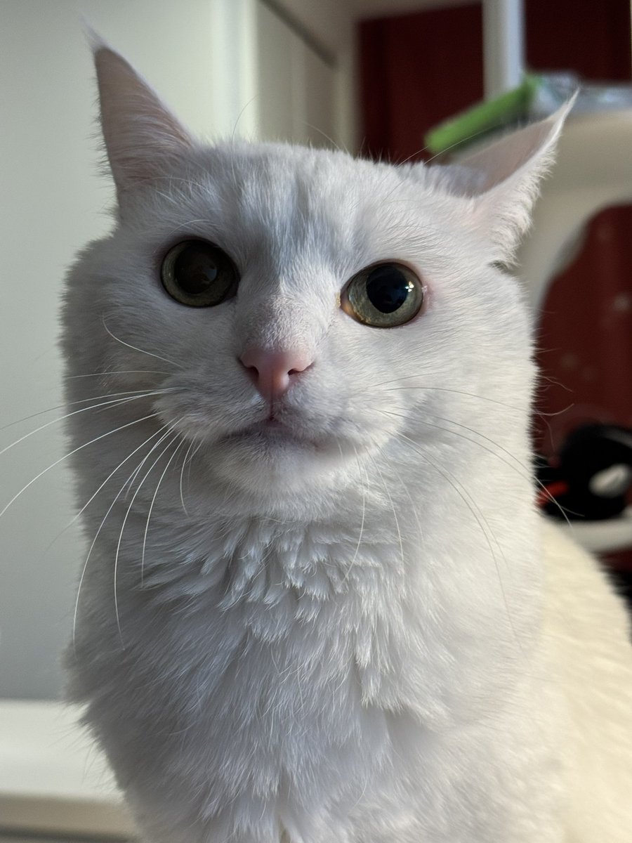 ハク様 (@hakusama0906) / Posts / X