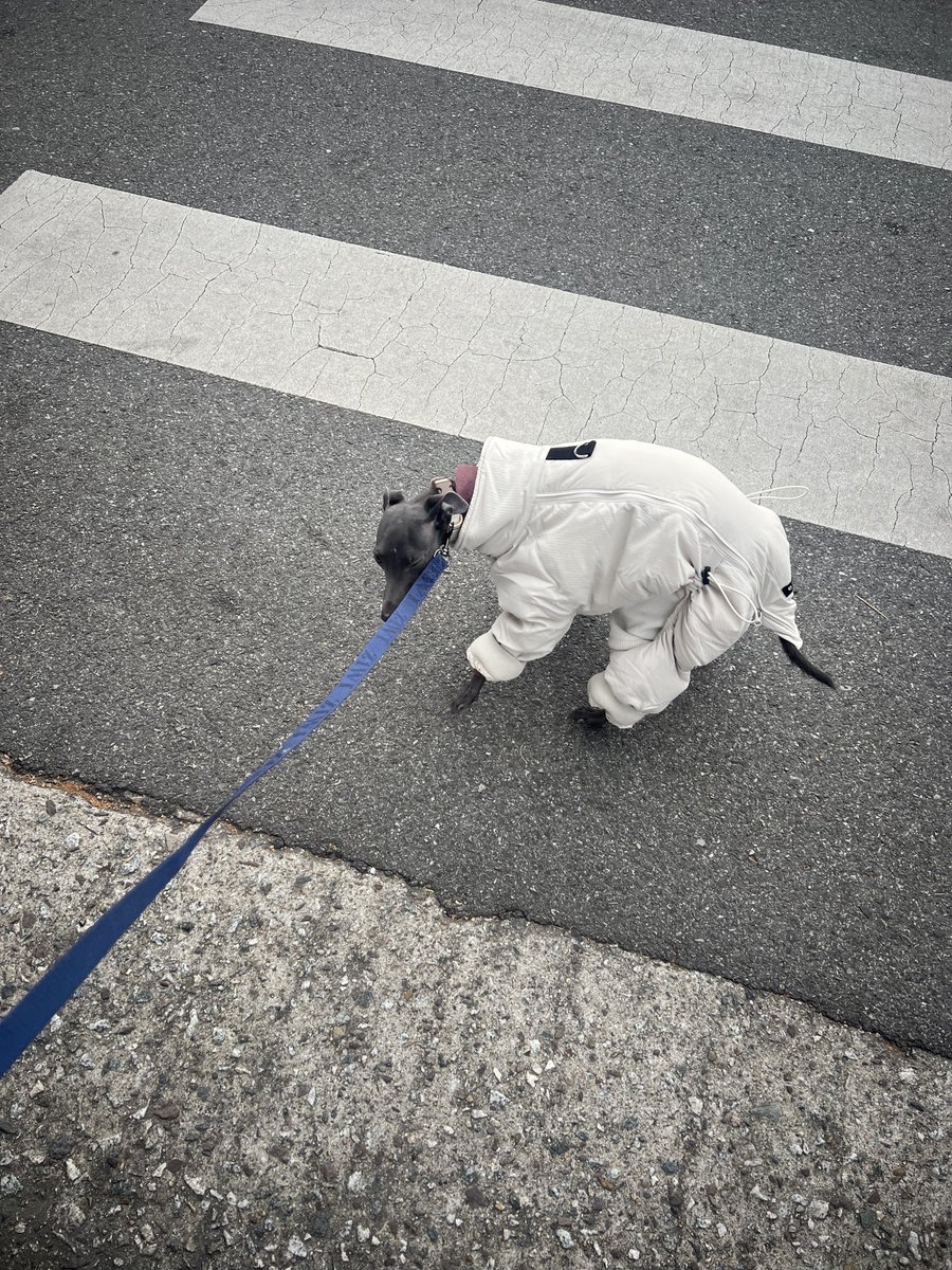 개 패딩 크기 잘못사서 패딩산책중임