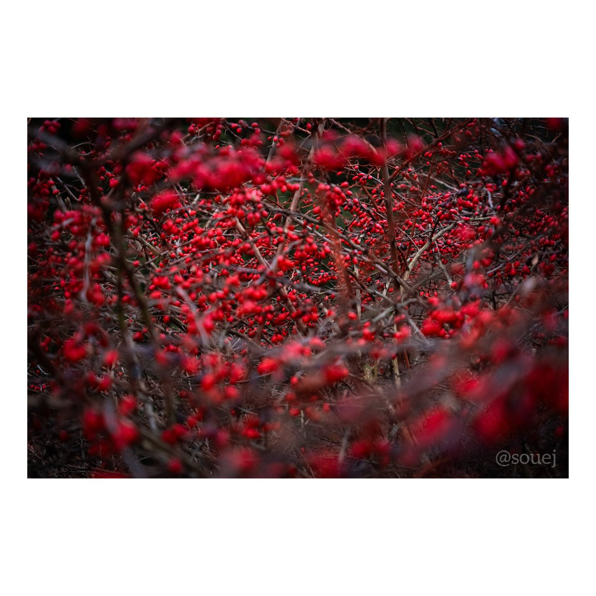 Ein leises Leuchten im Wintergrau,
als würde die Natur ihr Herz
nach außen kehren.
