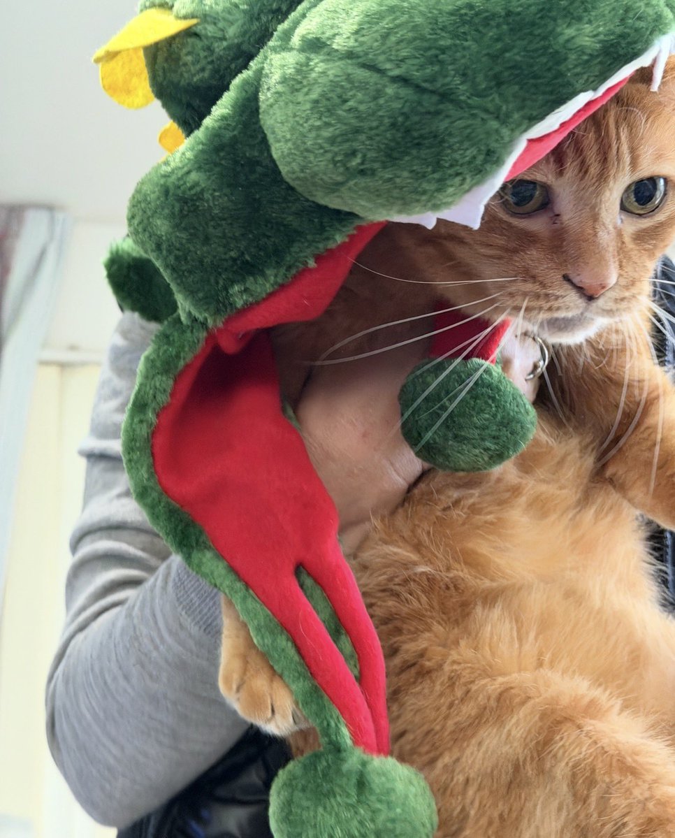 ちーちゃん🎄ZX-4RR (@bakusoumotochiz) / Posts / X