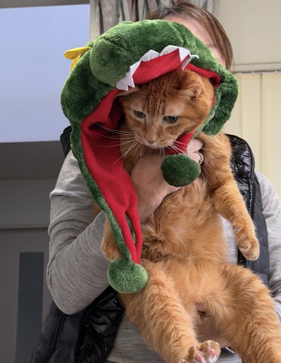 ちーちゃん🎀ZX-4RR (@bakusoumotochiz) / Posts / X