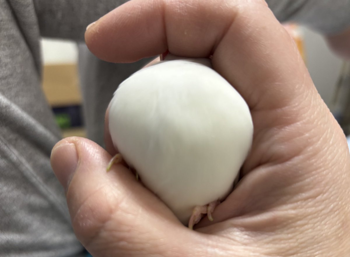 クリスマスもたまご