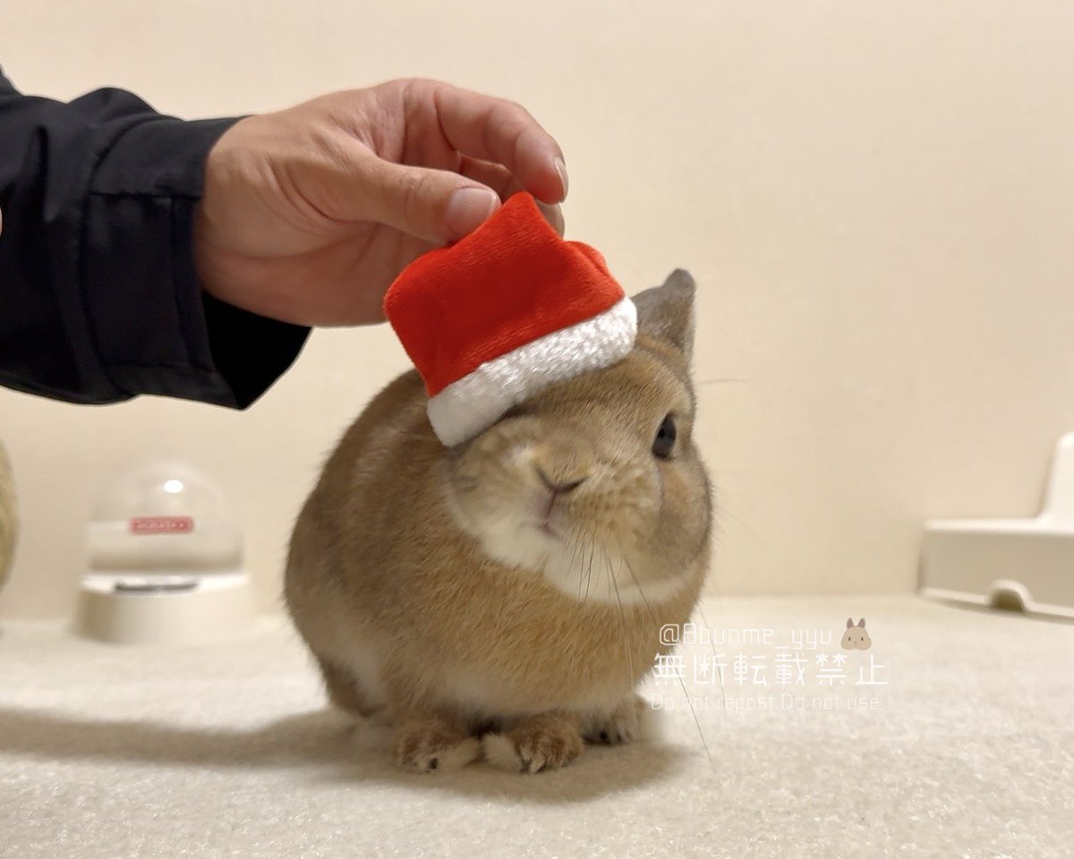 うさぎのうい🐰 (@8bunme_yyu) / Posts / X