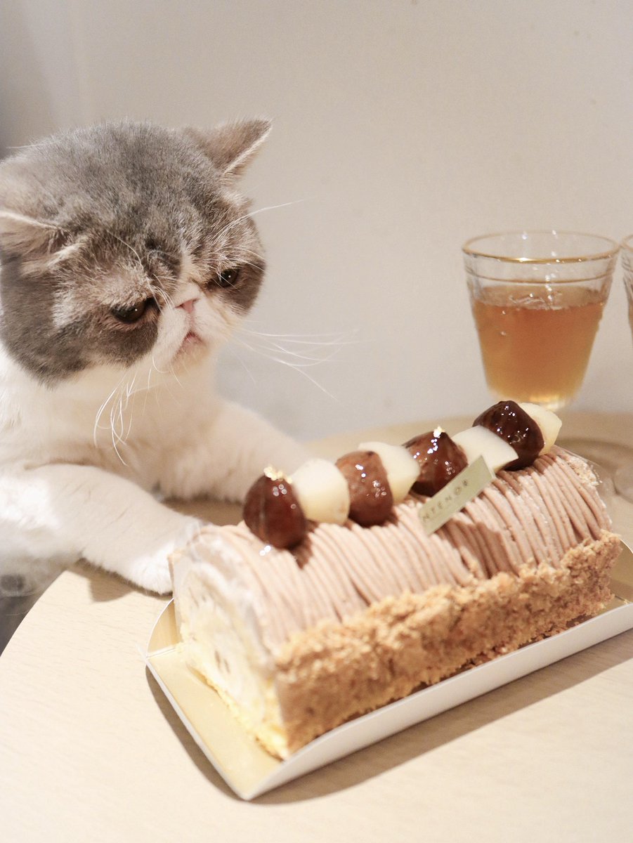 めっちゃ狙ってくる😂

 #エキゾチックショートヘア  #猫  #猫のいる暮らし