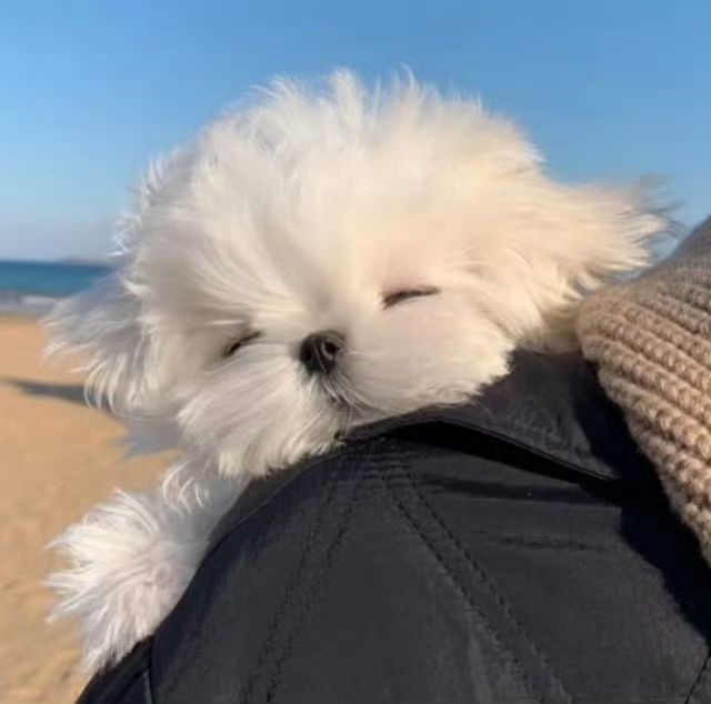 ali493363's tweet photo. 私の犬はいつも私のそばにいて、嬉しい時も悲しい時も一緒にいる。 https://t.co/gyYuZGnaS9