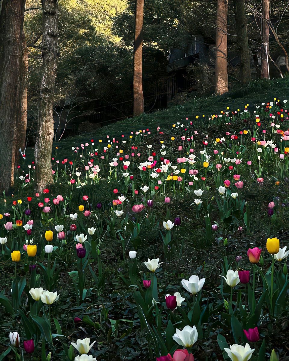 seraphicxc's tweet image. Tulips everywhere 🌷