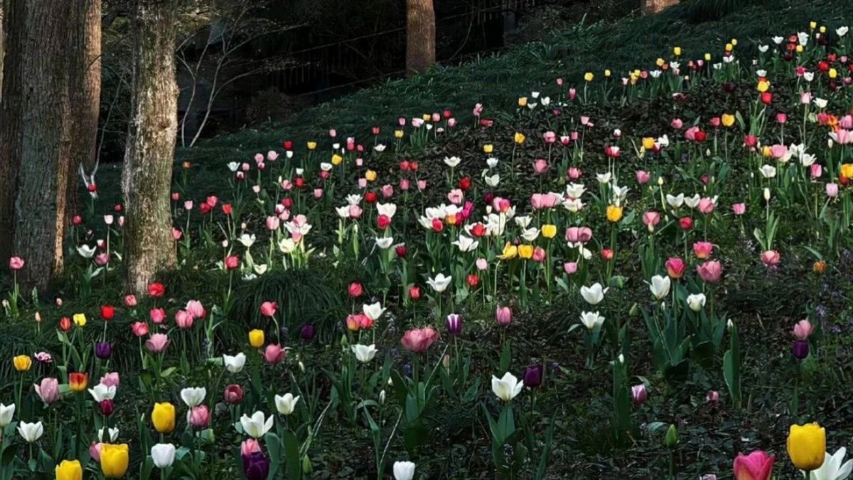 seraphicxc's tweet image. Tulips everywhere 🌷