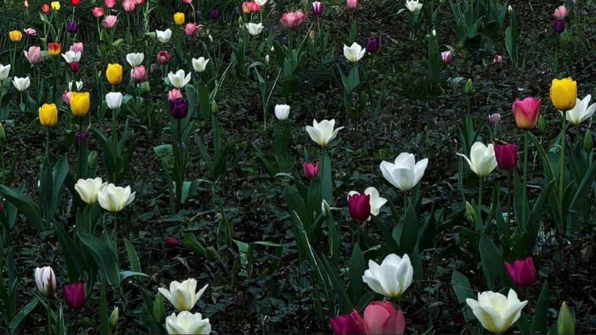 seraphicxc's tweet image. Tulips everywhere 🌷