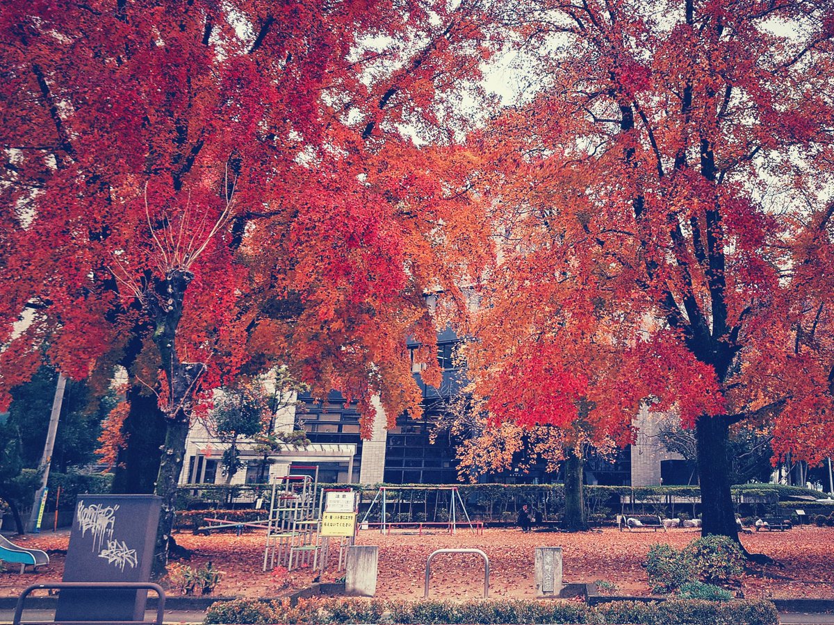 紅葉する楓の木（徳島市役所前の幸町公園）
#streetphotography #xperia #xperiaproi #徳島 #スナップ写真