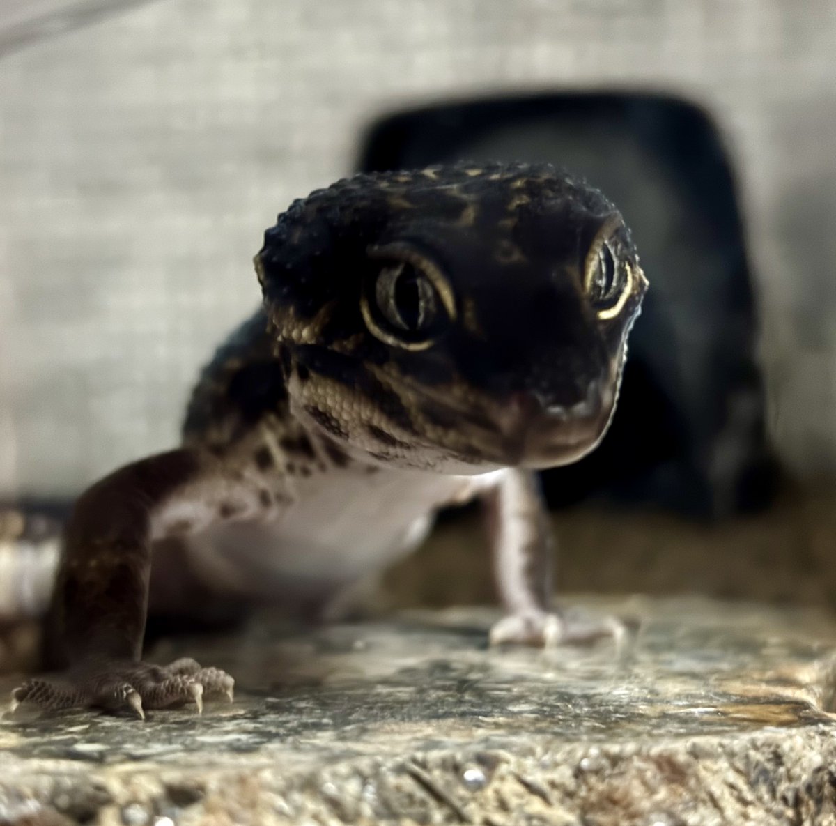 メリークリスマス🍾
オジーくんより🥰

#ヒョウモントカゲモドキ
#レオパードゲッコー