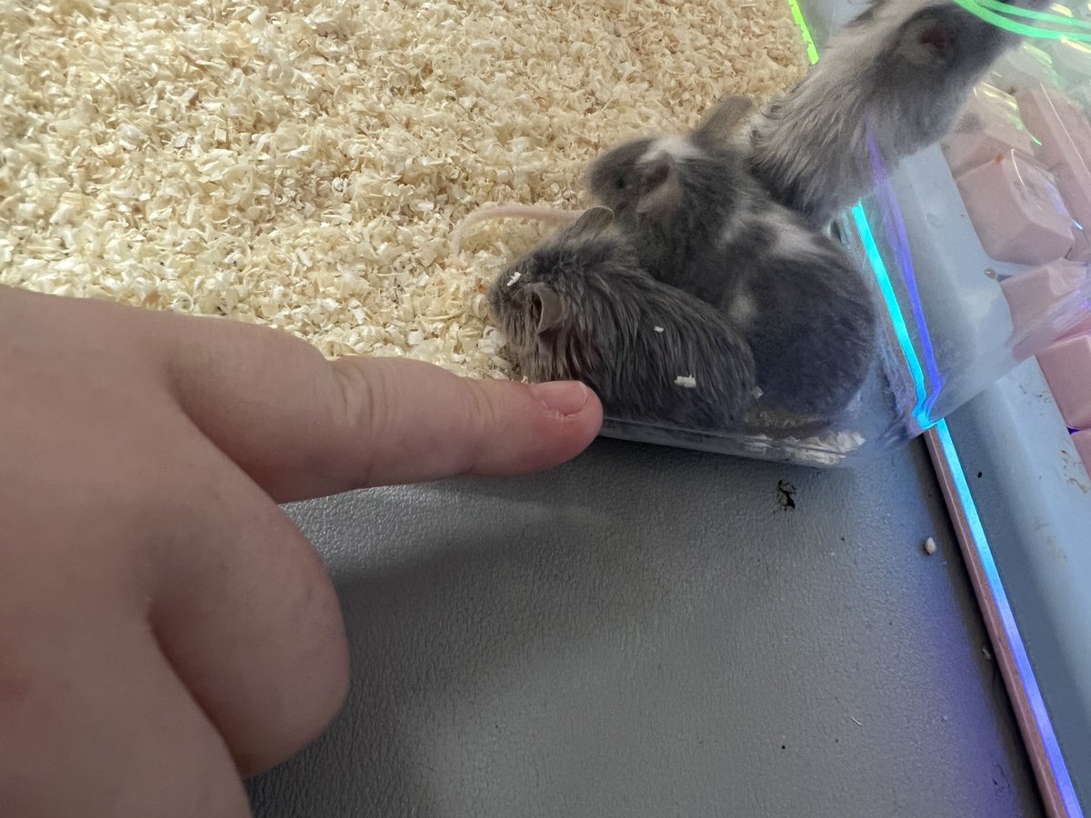 더 어릴적사진 2등신쥐