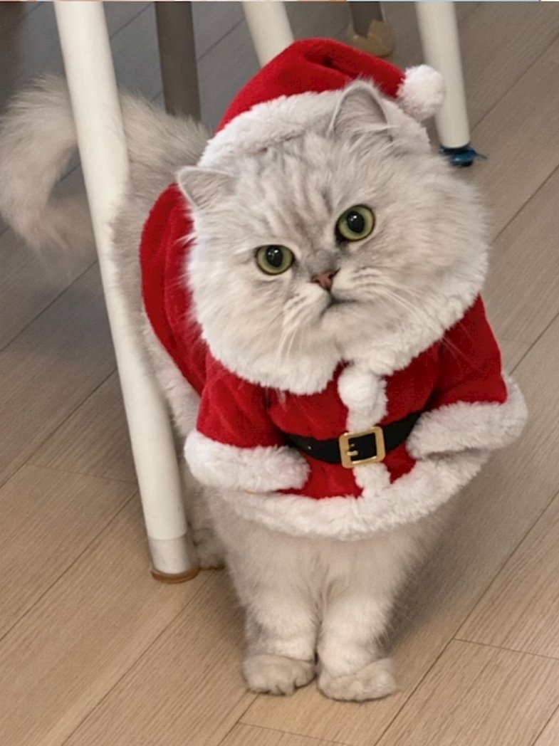 왔다 25년 크리스마스 산타 캣 포리😍😍😍😍😍😍😍