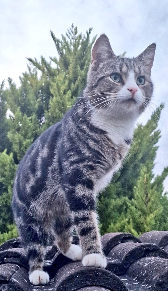 Winksy with the 3 legs 🌍 tweet media