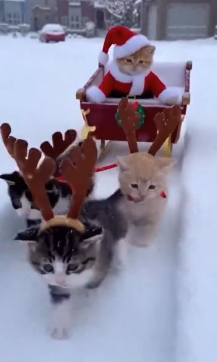 めりーくりすます🌲🎅
ねこちゃんサンタさんは可愛さをお届けします🎅🛷
#Xmas