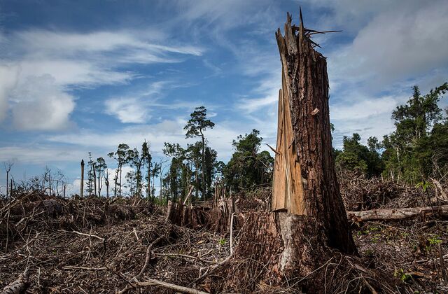 treemissions's tweet image. Deadly floods in Sumatra, turbocharged by deforestation for palm oil &amp;amp; mining, may have wiped out 11% of the world's rarest orangutans! Habitats destroyed, wildlife vanishing, environment in ruins. We MUST stop this now—boycott palm oil, demand change! 🐒🌳 #SaveOrangutans…